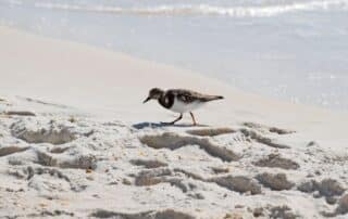 Fågel vandrar på sandig strandkant.