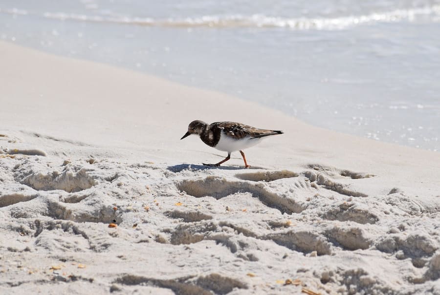 Fågel vandrar på sandig strandkant.