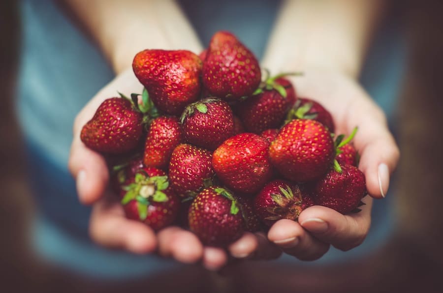 Händer håller mogna jordgubbar.
