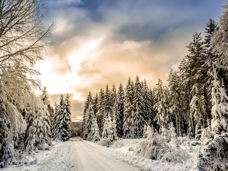 Vinterlandskap med snötäckta träd och väg.