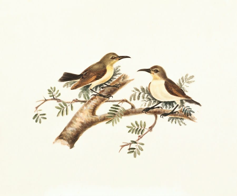 Två fåglar på gren, konstnärlig illustration.